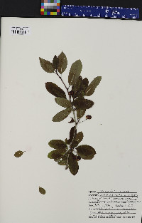 Ilex mucronata image