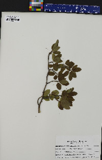 Ilex mucronata image