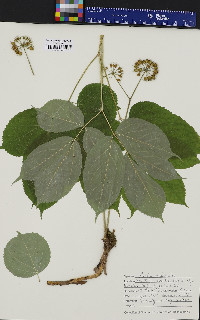 Aralia nudicaulis image