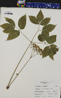 Aralia nudicaulis image