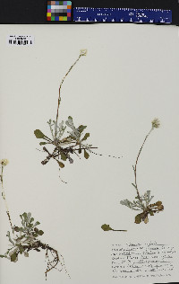 Antennaria neglecta image