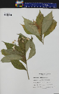 Aster acuminatus image