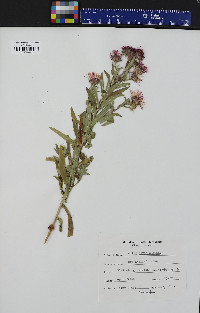 Symphyotrichum novae-angliae image