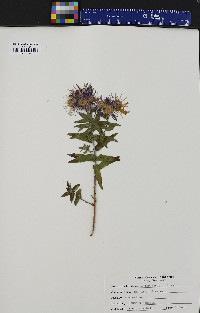 Symphyotrichum novae-angliae image