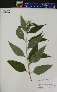 Helianthus decapetalus image