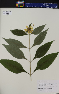 Helianthus decapetalus image