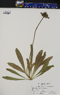 Hieracium aurantiacum image