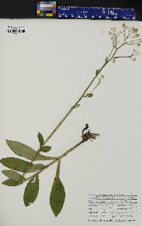 Hieracium scabrum image