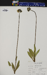 Hieracium caespitosum image