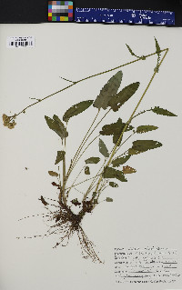 Senecio schweinitzianus image