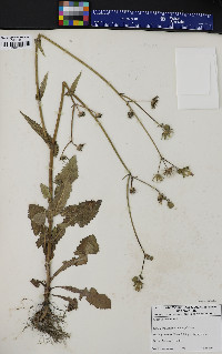 Sonchus oleraceus image