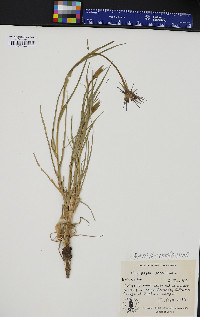 Tragopogon porrifolius image