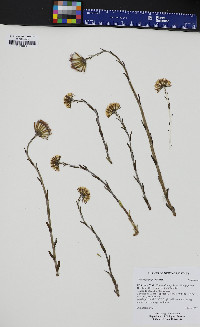 Tussilago farfara image