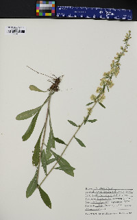 Solidago bicolor image