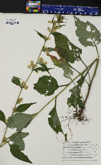 Solidago macrophylla image