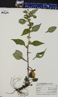 Solidago macrophylla image