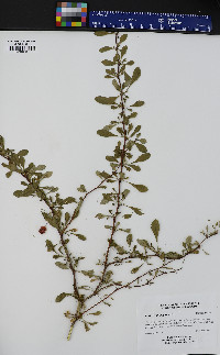 Berberis thunbergii image