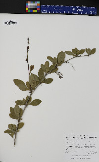 Berberis vulgaris image