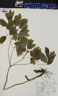 Caulophyllum thalictroides image