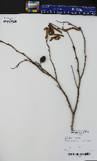 Alnus japonica image