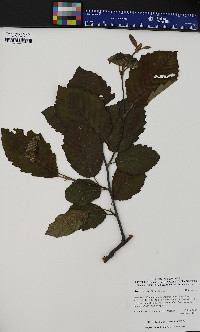 Alnus viridis image