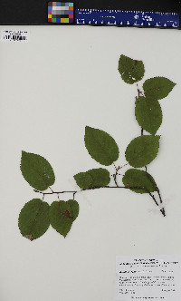 Betula alleghaniensis image