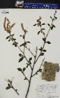 Betula alleghaniensis image