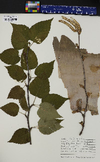 Betula cordifolia image