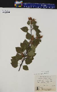 Betula papyrifera image