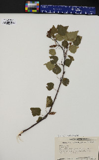 Betula papyrifera image