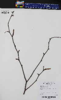 Betula papyrifera image