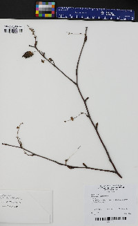 Betula papyrifera image