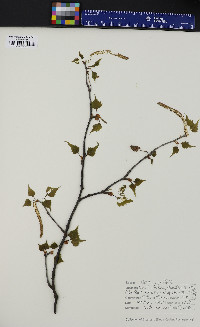 Betula populifolia image