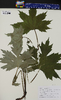 Hydrophyllum canadense image