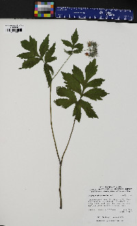 Hydrophyllum virginianum image