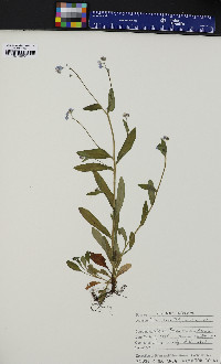 Myosotis sylvatica image