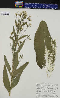 Armoracia rusticana image