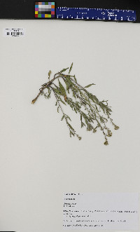 Brassica rapa image