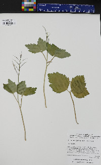 Cardamine diphylla image