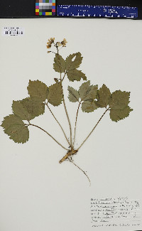 Cardamine diphylla image