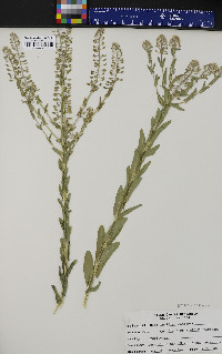 Lepidium campestre image