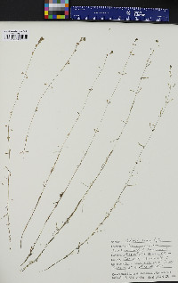 Callitriche heterophylla image