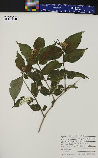 Diervilla lonicera image