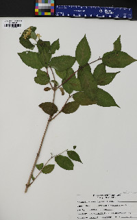 Diervilla lonicera image