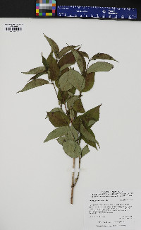 Diervilla lonicera image