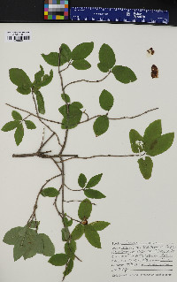 Lonicera canadensis image