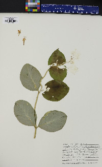 Lonicera hirsuta image