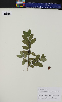 Lonicera morrowii image