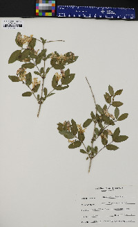 Lonicera oblongifolia image