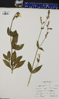 Silene latifolia image